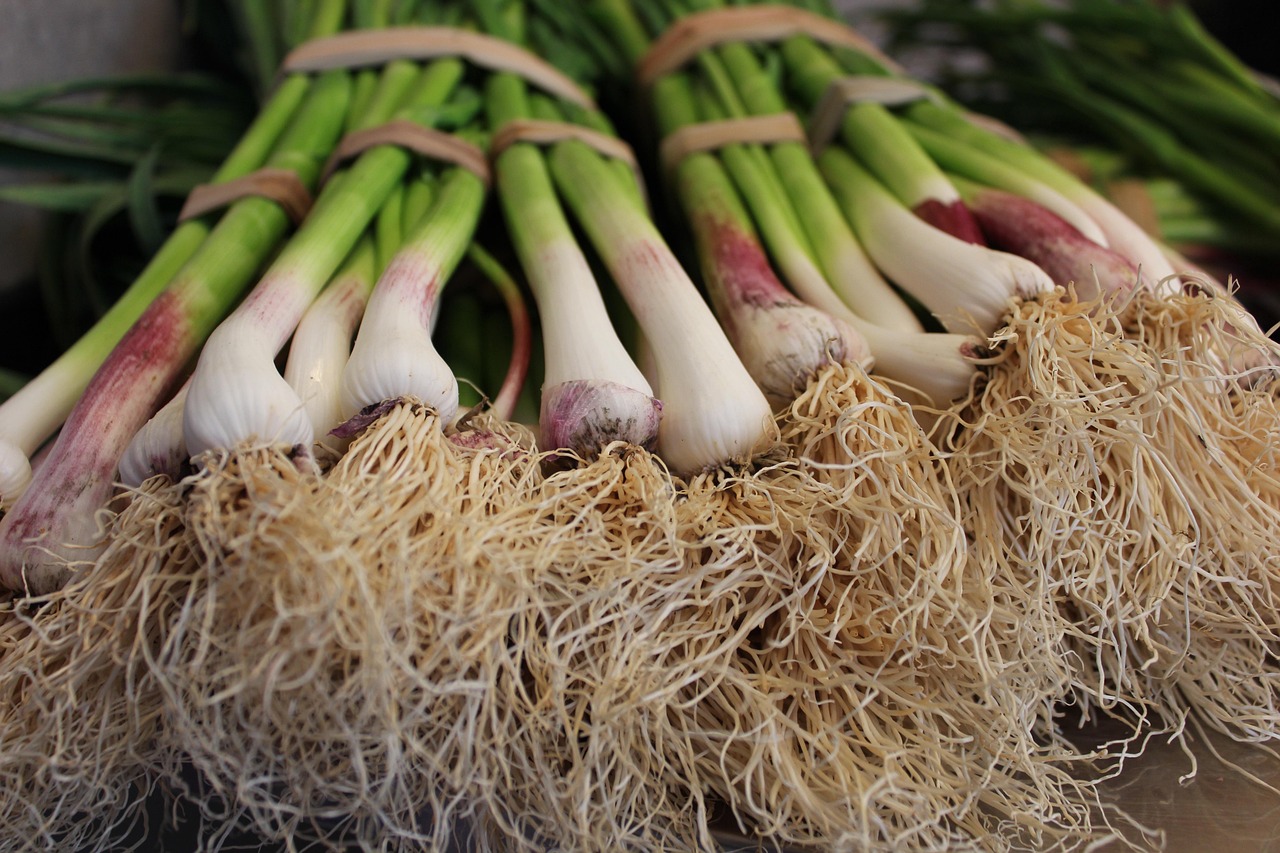 Shallot Variety 3